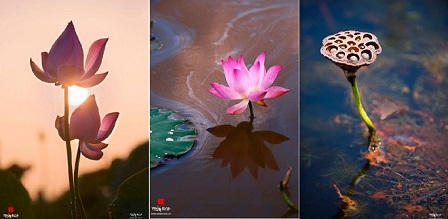 Mê chụp sen, doanh nhân lập 2 kỷ lục Việt Nam 