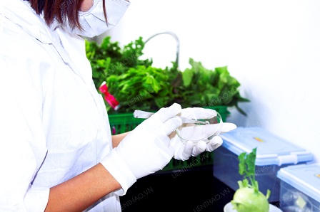 Ra mắt Thương hiệu Rau sạch Liên Thảo