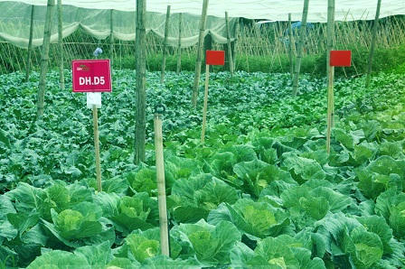 Cận cảnh quy trình sản xuất rau sạch Liên Thảo