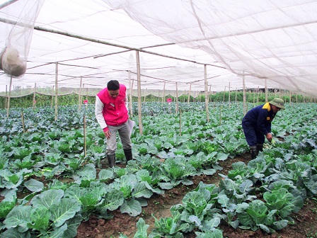 Cận cảnh quy trình sản xuất rau sạch Liên Thảo