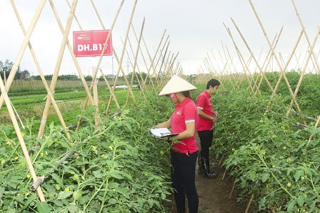 Cận cảnh quy trình sản xuất rau sạch Liên Thảo