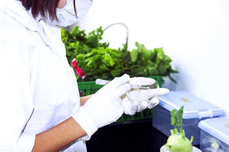 Cận cảnh quy trình sản xuất rau sạch Liên Thảo