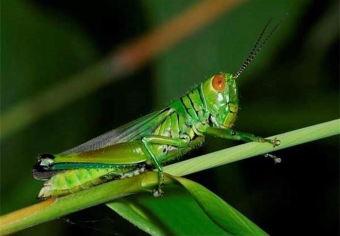 Bóc tách sự cẩu thả trong sách Tiếng Việt 2 bộ Kết nối tri thức với cuộc sống