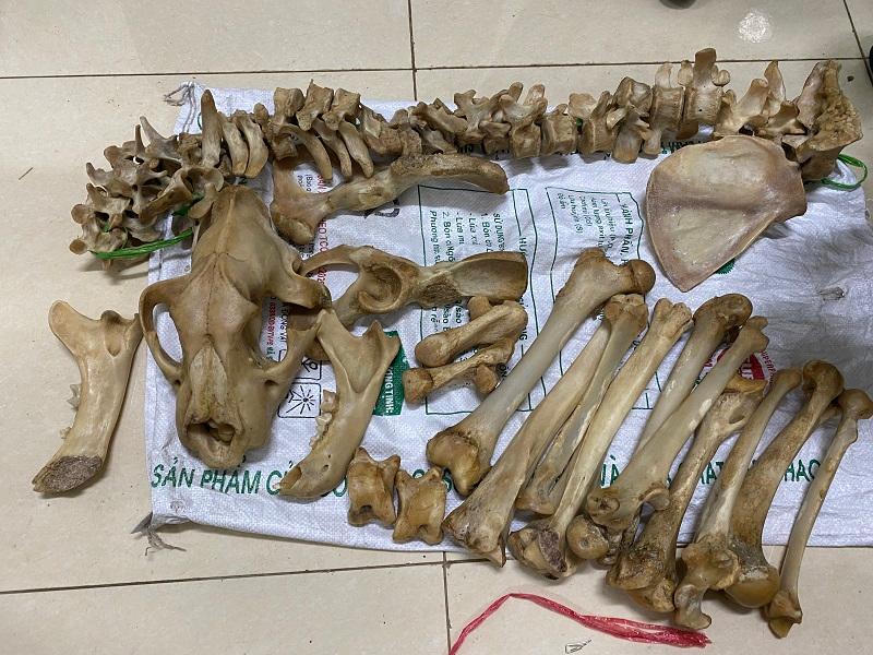 Bắt quả tang 4 đối tượng vận chuyển xương động vật quý hiếm