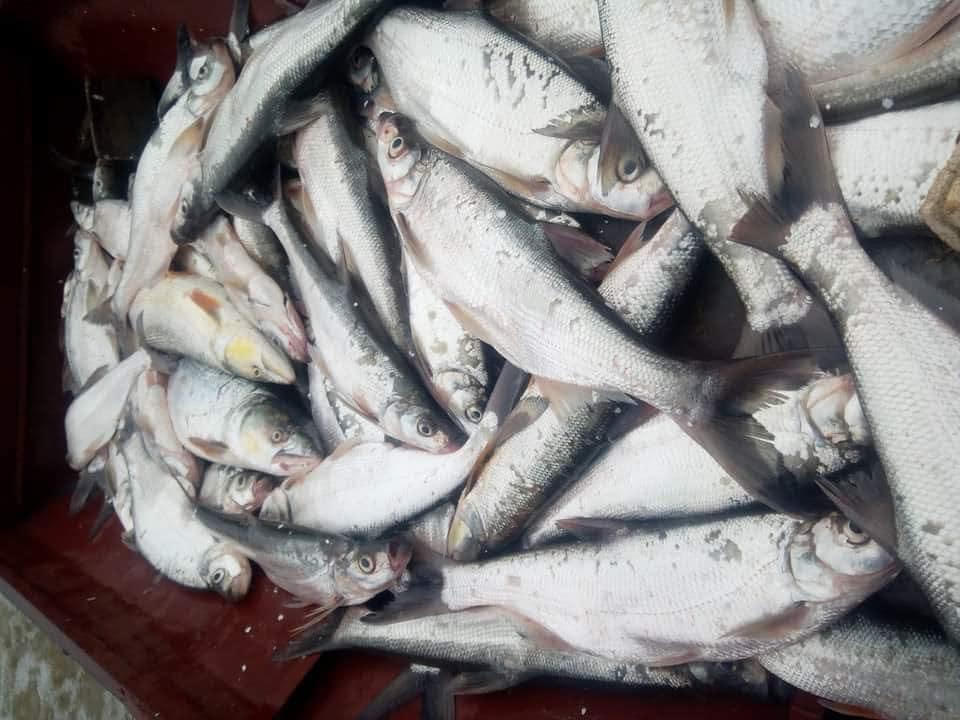 Bắt cá sặc bùn trên sông Đà mùa nước cạn