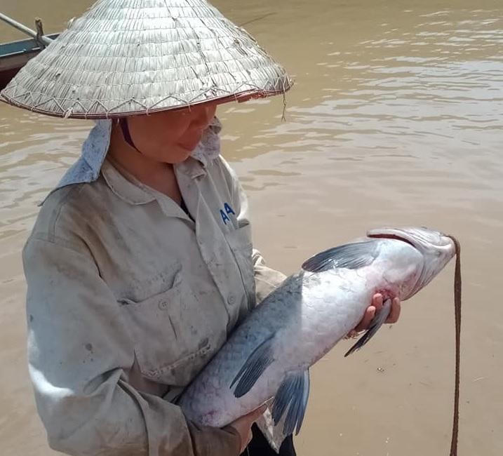 Bắt cá sặc bùn trên sông Đà mùa nước cạn