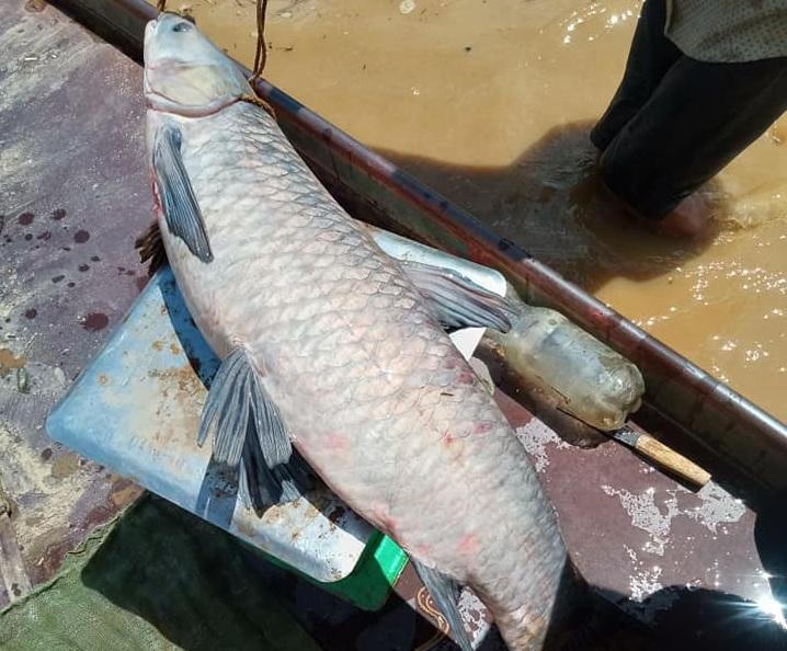 Bắt cá sặc bùn trên sông Đà mùa nước cạn