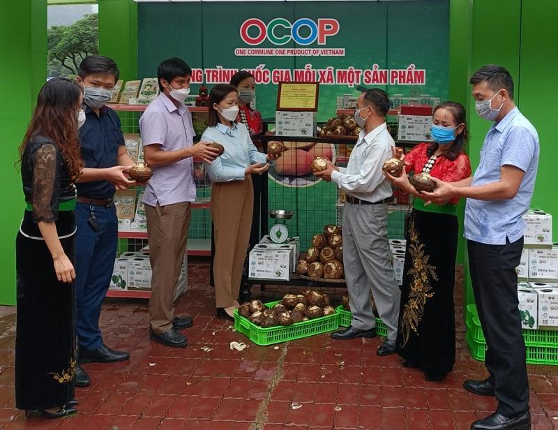 Quảng bá thương hiệu khoai sọ Thuận Châu