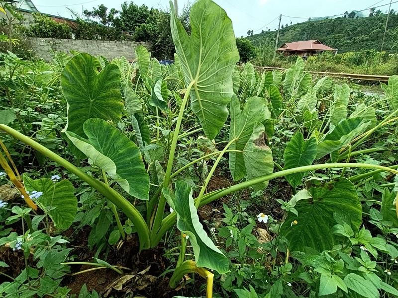 Quảng bá thương hiệu khoai sọ Thuận Châu