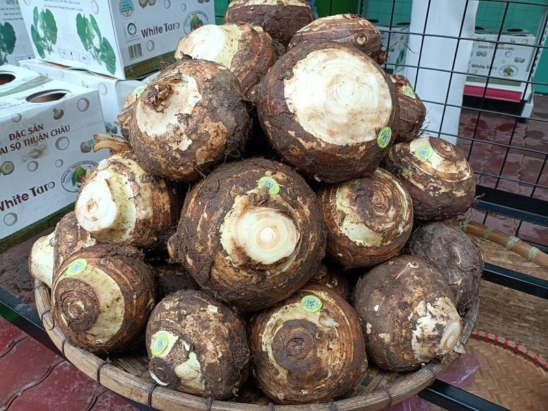 Quảng bá thương hiệu khoai sọ Thuận Châu