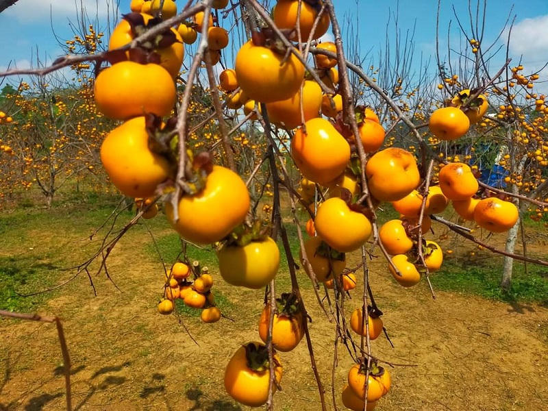 Mùa hồng đỏ rực trên cao nguyên Mộc Châu 