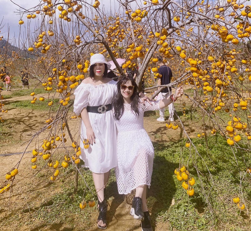 Mùa hồng đỏ rực trên cao nguyên Mộc Châu 