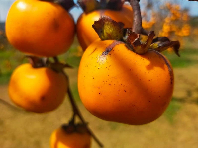 Mùa hồng đỏ rực trên cao nguyên Mộc Châu 