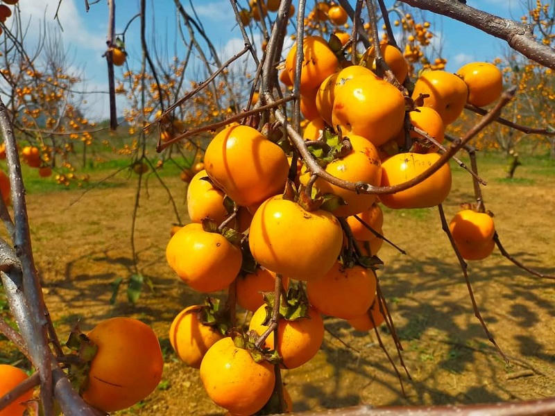 Mùa hồng đỏ rực trên cao nguyên Mộc Châu 