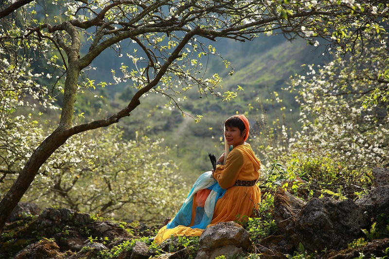 Say đắm ngắm hoa mận nở trắng trên cao nguyên Mộc Châu