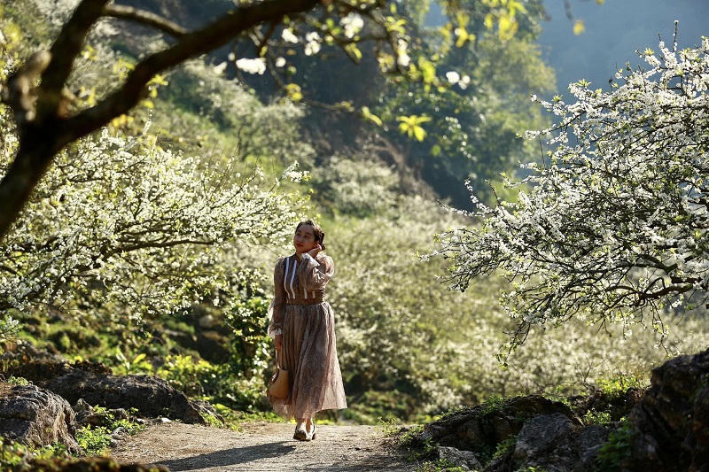 Say đắm ngắm hoa mận nở trắng trên cao nguyên Mộc Châu