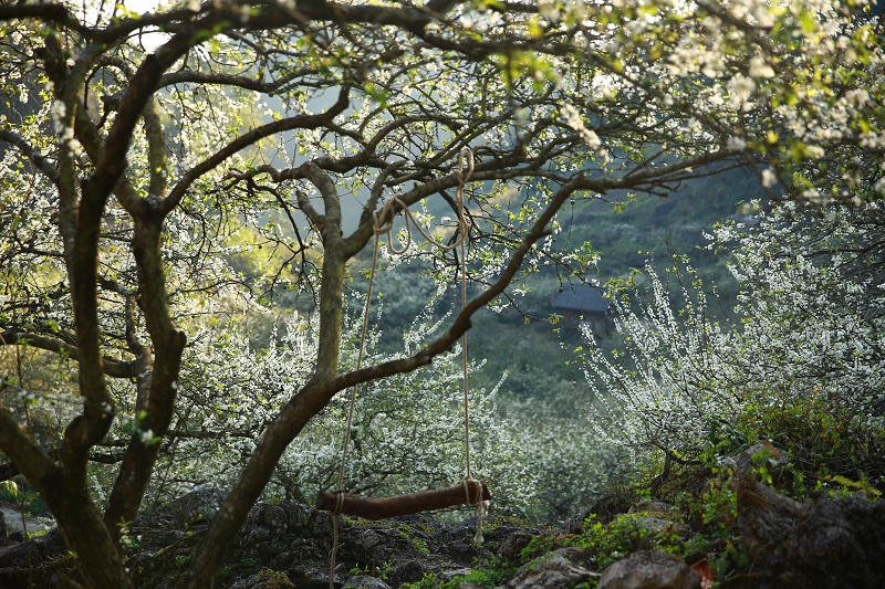 Say đắm ngắm hoa mận nở trắng trên cao nguyên Mộc Châu