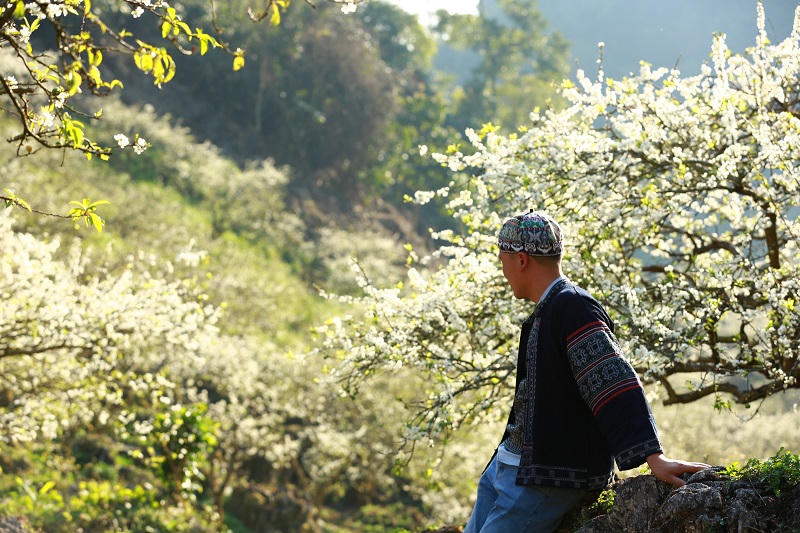 Say đắm ngắm hoa mận nở trắng trên cao nguyên Mộc Châu