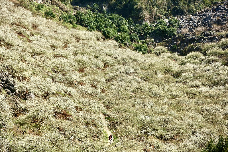 Say đắm ngắm hoa mận nở trắng trên cao nguyên Mộc Châu