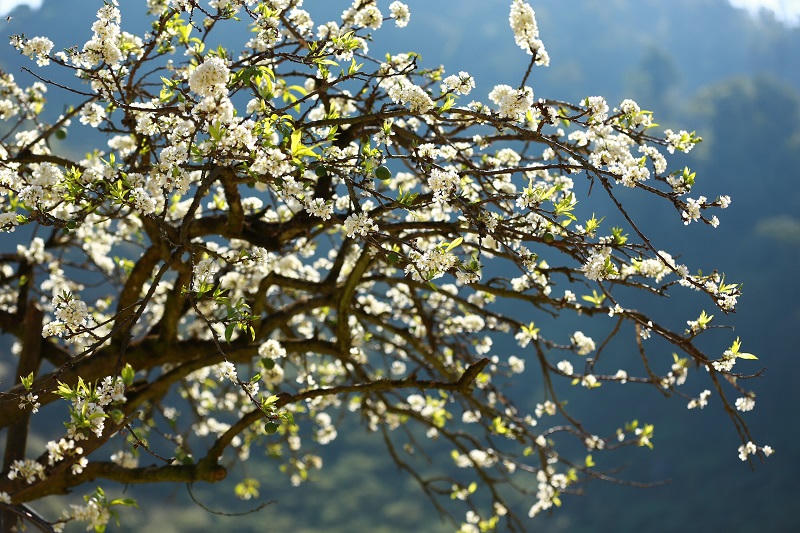 Say đắm ngắm hoa mận nở trắng trên cao nguyên Mộc Châu