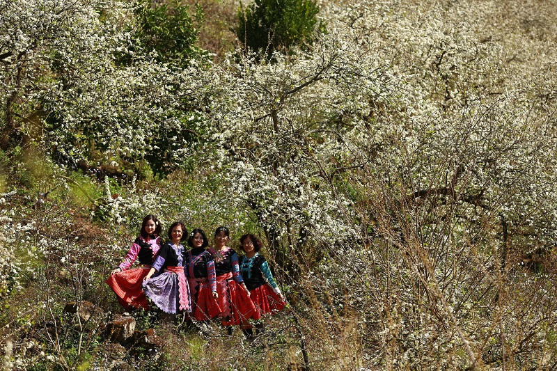 Say đắm ngắm hoa mận nở trắng trên cao nguyên Mộc Châu