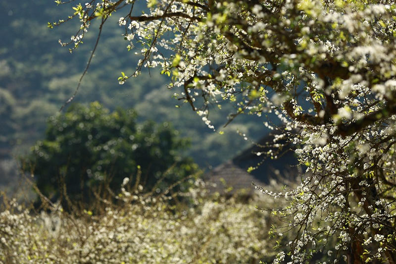 Say đắm ngắm hoa mận nở trắng trên cao nguyên Mộc Châu