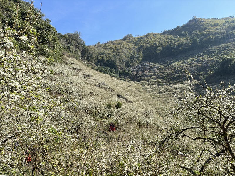 Say đắm ngắm hoa mận nở trắng trên cao nguyên Mộc Châu