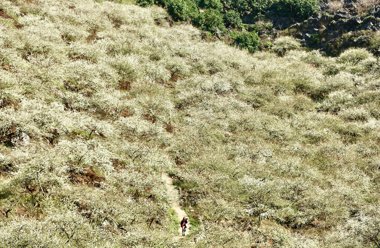 Thung lũng mận Mu Náu nơi trải nghiệm không thể bỏ lỡ ở Mộc Châu