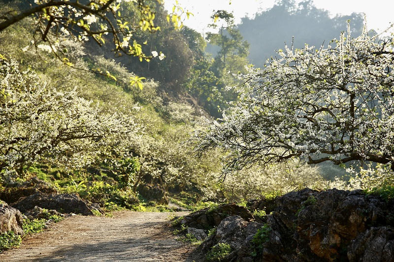 Thung lũng mận Mu Náu nơi trải nghiệm không thể bỏ lỡ ở Mộc Châu
