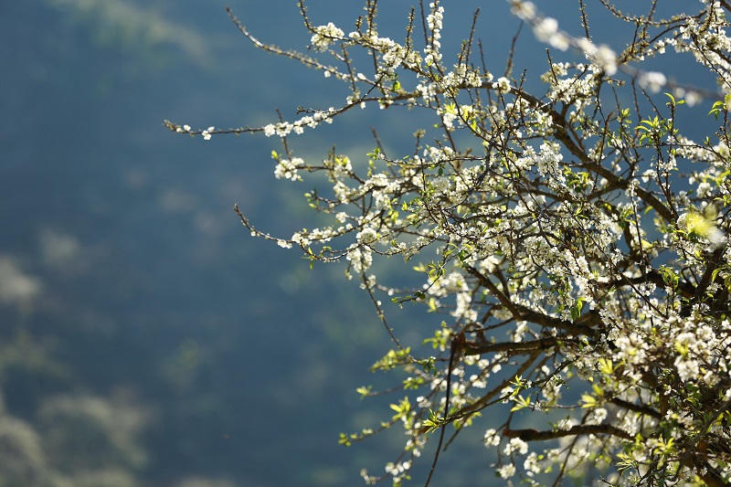 Thung lũng mận Mu Náu nơi trải nghiệm không thể bỏ lỡ ở Mộc Châu