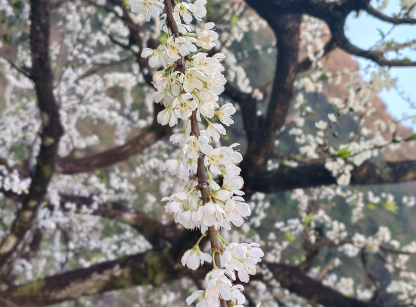 Thung lũng mận Mu Náu nơi trải nghiệm không thể bỏ lỡ ở Mộc Châu