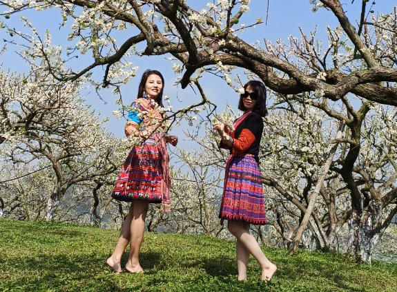 Thung lũng mận Mu Náu nơi trải nghiệm không thể bỏ lỡ ở Mộc Châu