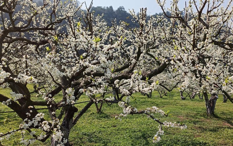 Thung lũng mận Mu Náu nơi trải nghiệm không thể bỏ lỡ ở Mộc Châu