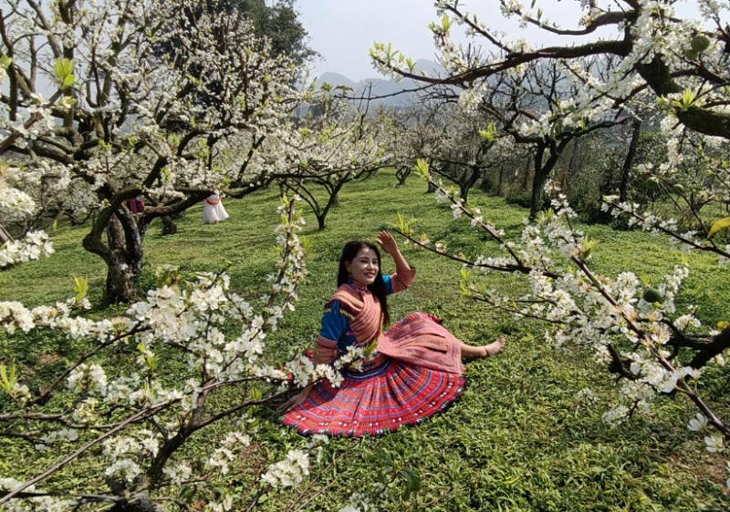 Thung lũng mận Mu Náu nơi trải nghiệm không thể bỏ lỡ ở Mộc Châu