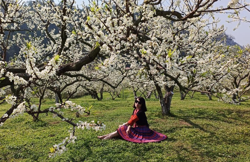 Thung lũng mận Mu Náu nơi trải nghiệm không thể bỏ lỡ ở Mộc Châu