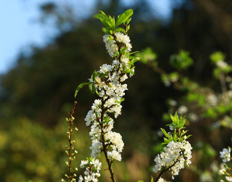 Thung lũng mận Mu Náu nơi trải nghiệm không thể bỏ lỡ ở Mộc Châu