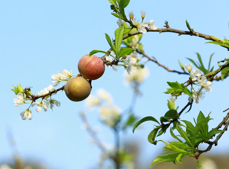 Thung lũng mận Mu Náu nơi trải nghiệm không thể bỏ lỡ ở Mộc Châu