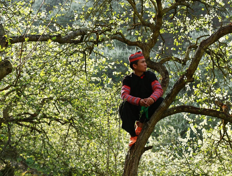 Thung lũng mận Mu Náu nơi trải nghiệm không thể bỏ lỡ ở Mộc Châu