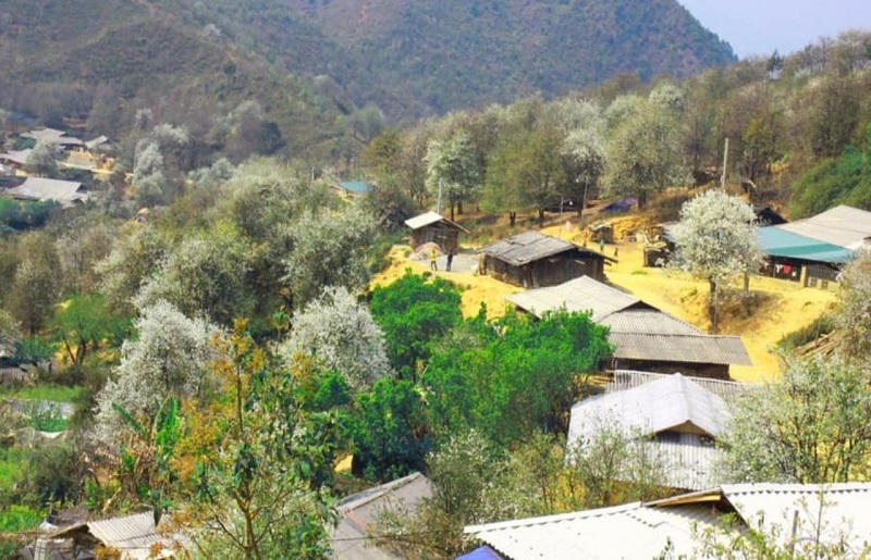 Sắp diễn ra Ngày hội hoa sơn tra tại Sơn La