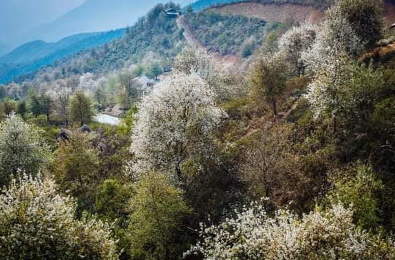 Sắp diễn ra Ngày hội hoa sơn tra tại Sơn La