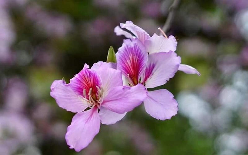 Hoa ban bắt đầu nở trắng rừng ở Điện Biên