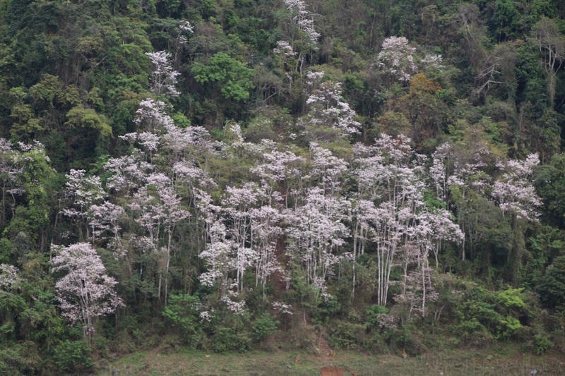 Hoa ban bắt đầu nở trắng rừng ở Điện Biên
