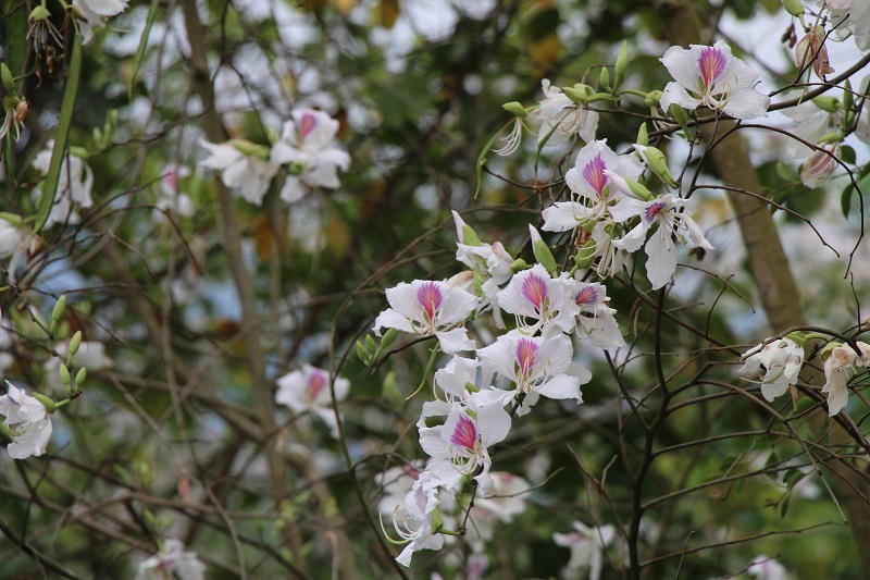 Hoa ban bắt đầu nở trắng rừng ở Điện Biên