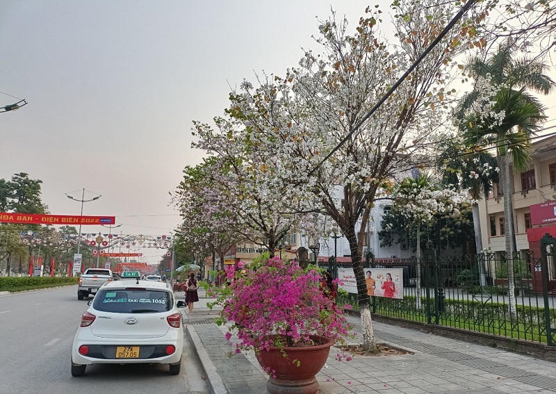 Hoa ban bắt đầu nở trắng rừng ở Điện Biên