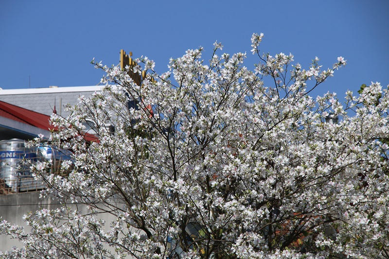 Hoa ban bắt đầu nở trắng rừng ở Điện Biên