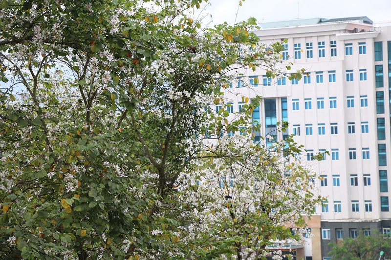 Hoa ban bắt đầu nở trắng rừng ở Điện Biên