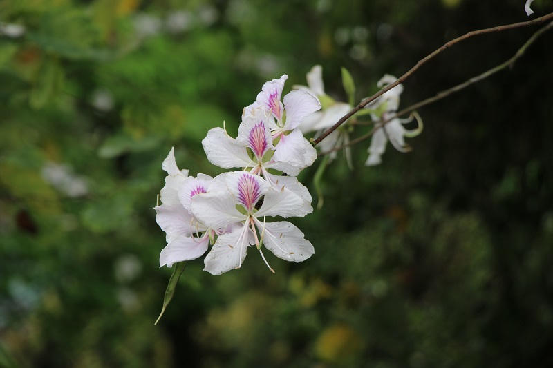 Hoa ban bắt đầu nở trắng rừng ở Điện Biên