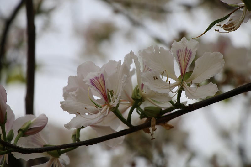 Chuỗi sự kiện sẽ diễn ra tại Lễ hội “Mùa hoa ban” ở Sơn La