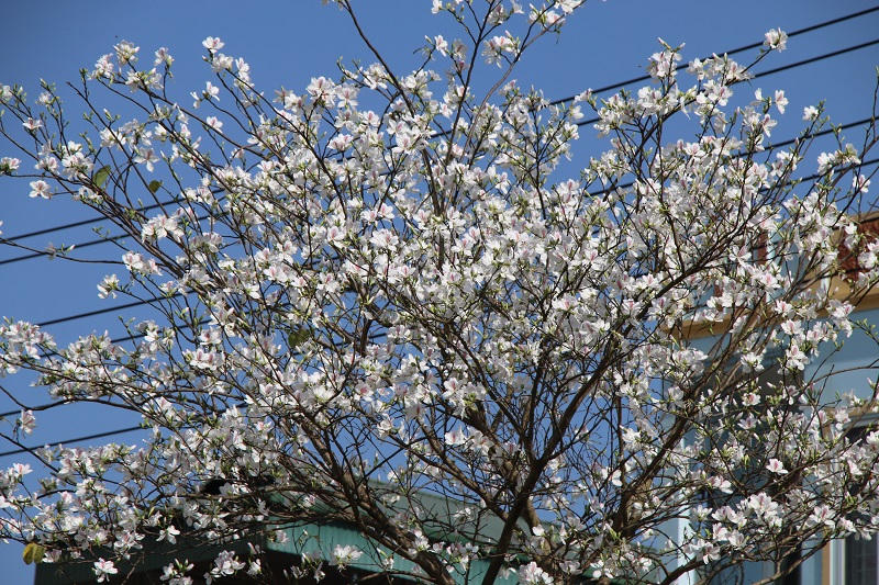 Chuỗi sự kiện sẽ diễn ra tại Lễ hội “Mùa hoa ban” ở Sơn La