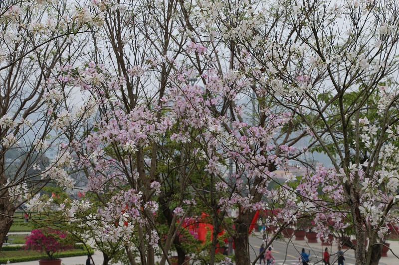 Rực rỡ lễ hội “Mùa hoa ban” ở Sơn La